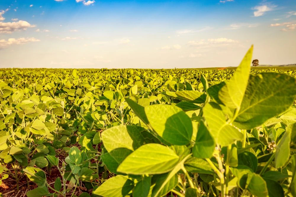 Comparação da eficiência agronômica de óxido de Ca e Mg granulado aplicado em linha de plantio com calcário dolomítico em superfície na cultura da soja