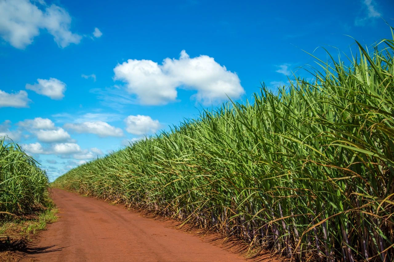 Relatório Agroimpulse - Análise Financeira e Técnica - OxiFlux