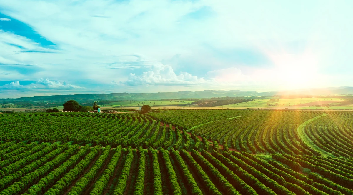 Agrolitá na cafeicultura: eficiência agronômica comprovada