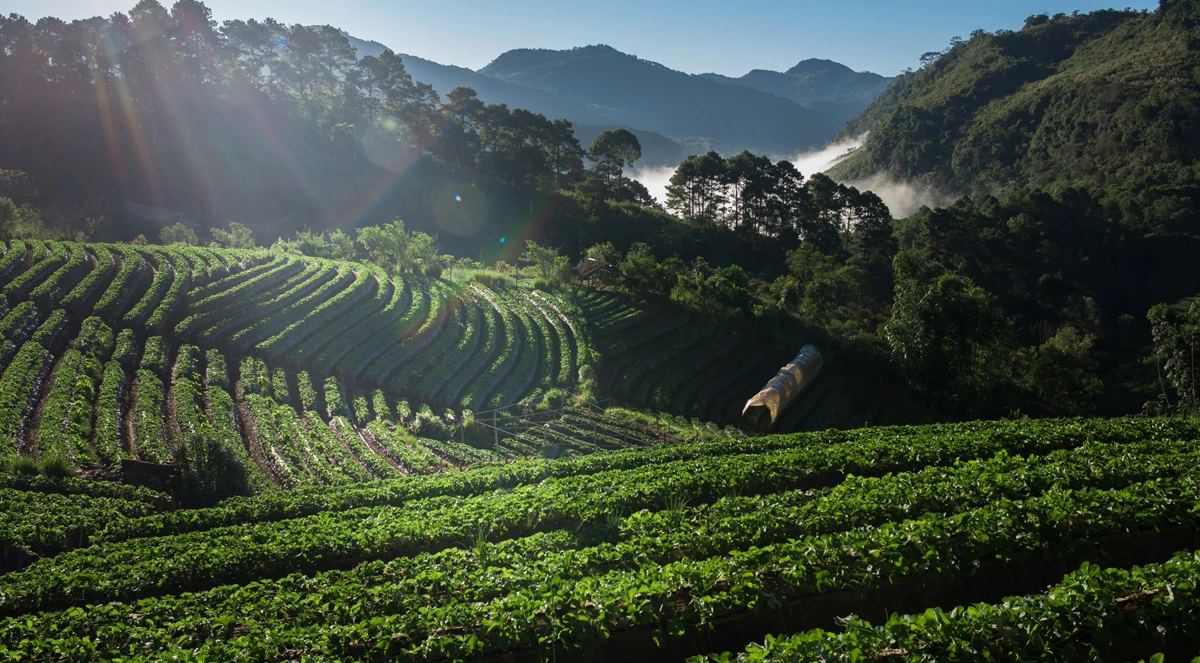 Cálcio e magnésio no cafeeiro: vigor e produtividade