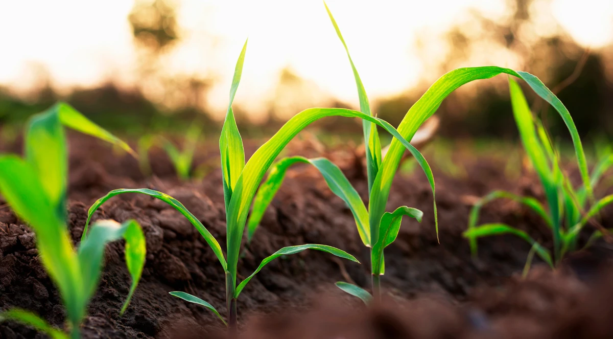Fornecimento de cálcio e magnésio via óxido em solo arenoso: desempenho agronômico em cana-de-açúcar