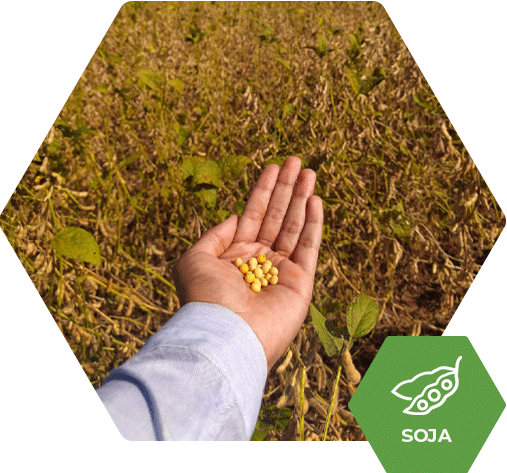 soja 5D6215 com RF170