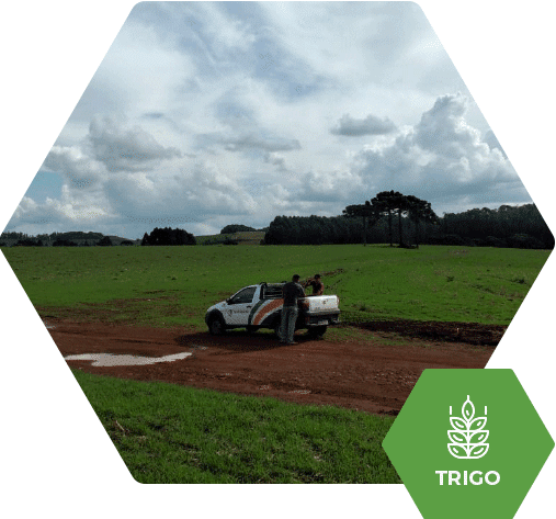 Trigo Tbio Sossego com RF170